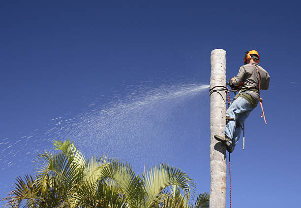 Best Emergency Tree Removal  in Milton, WA